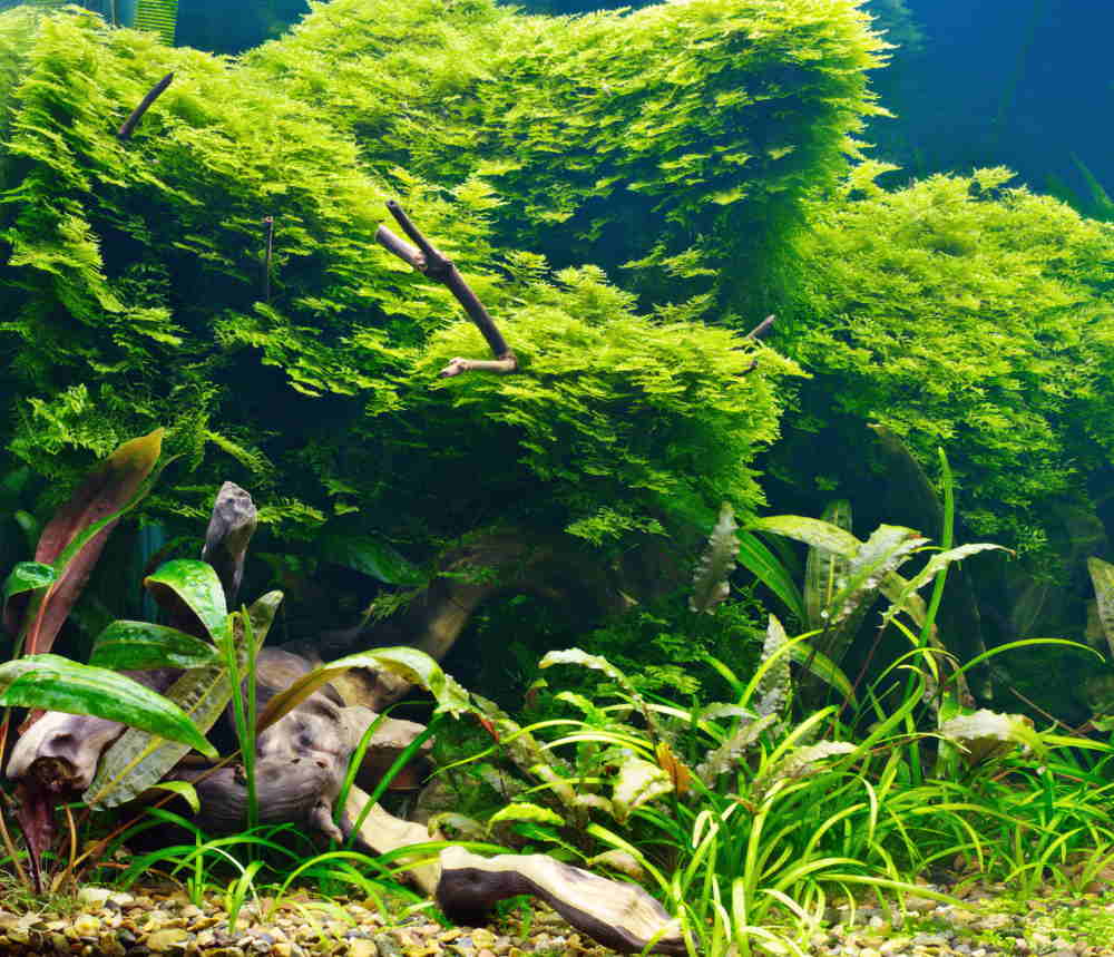 aquarium plants